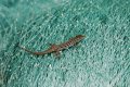 Little lizard